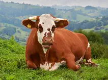 PRIDE - Holstein / Montbéliard geb. 26.06.2019 (Kalb von Daisy)