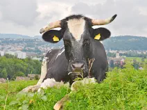 LORIN - Holstein / Blau Belgier geb. 12.12.2018