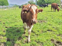 BEERLI - Red Holstein geb. 18.05.2013 (Mama von Maximilian)