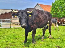 BRUNO - Holstein / Limousin geb. 27.10.2018