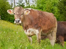 LUNA - Swiss Brown (Blüem) geb. 09.08.2017 (Kalb von Lisa)