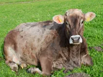 WINZA - Swiss Brown geb. 05.01.2015