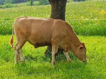 BRANDON - Swiss Brown / Limousin geb. 22.03.2022 (Kalb von Bridget)