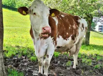 AMEISE - Red Holstein geb. 09.01.2013 (Mama von Hugo)