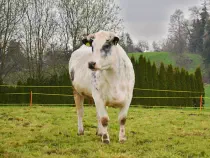 NAJYA-SIMA - Holstein / Blau Belgier geb. 23.01.2014 (Kalb von Simea)
