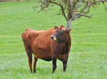 HIRSE - Jersey geb. 01.12.2014