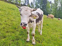 MÄXI - Blüem geb. 30.12.2022