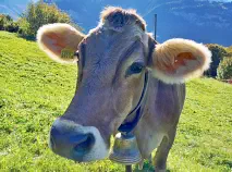 HONDA -Braun Kuh geb. 30.10.2010