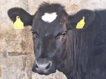 FINJA - Holstein / Angus geb. 05.05.2024 (Zwilling von Enja)