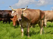 BRUCE - Swiss Brown geb. 03.02.2018