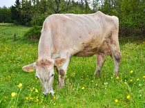 BRIDGET - Red Holstein / Swiss Brown geb. 26.11.2016 (Mama von Brandon & Kalb von Biene)