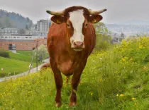 HUGO - Red Holstein / Limousin geb. 18.03.2019 (Kalb von Ameise)