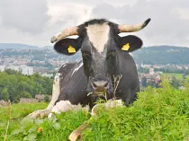 LORIN - Holstein / Blau Belgier geb. 12.12.2018