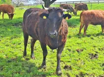 LUCKY - Holstein / Limousin geb. 20.01.2019 (Kalb von Ladina)