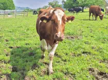 BEERLI - Red Holstein geb. 18.05.2013 (Mama von Maximilian)