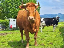 SANJA - Red Holstein / Limousin geb. 30.10.2018