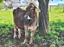 TAMARA - Swiss Brown geb. 16.09.2007