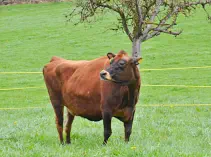 HIRSE - Jersey geb. 01.12.2014