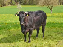 HOPE - Holstein / Blonde d'Aquitaine geb. 27.05.2017