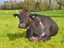 AARON - Braunkuh / SiLiAn-6 geb. 14.10.2018