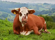 PRIDE - Holstein / Montbéliard geb. 26.06.2019 (Kalb von Daisy)