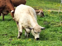 JIMINY - White Galloway geb.18.09.2016