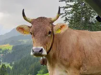 ANEMONE - Original Braun geb. 17.04.2017