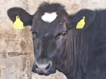 FINJA - Holstein / Angus geb. 05.05.2024 (Zwilling von Enja)