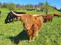 MAPLE - Hochlandrind geb. 05.04.2023 (Mama von MOGLI)