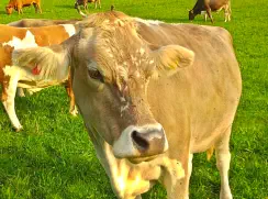 LUNA - Swiss-Braun (Blüem) geb. 09.08.2017 (Kalb von Lisa)