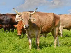 BRUCE - Swiss-Braun geb. 03.02.2018