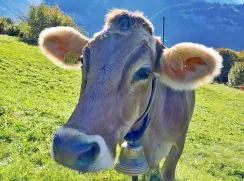 HONDA - Braun geb. 30.10.2010