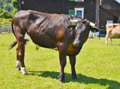 Bruno - Holstein / Limousin geb.27.10.2018