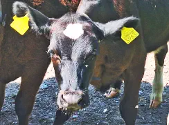 FINJA - Holstein / Angus geb. 05.05.2024 (Zwilling von ENJA)