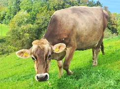 REGINA - Swiss-Braun geb. 16.10.2011 (Mama von Rumer) 