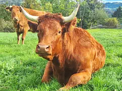 NEMO Jr. - Holstein / Limousin geb. 13.06.2019 (Kalb von Selma)