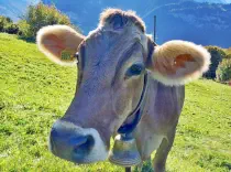 HONDA - Braun geb. 30.10.2010