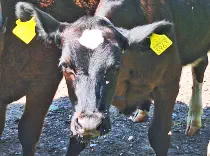 FINJA - Holstein / Angus geb. 05.05.2024 (Zwilling von ENJA)