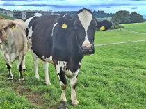 SELMA - Holstein geb. 24.05.2010 (Mama von Nemo Jr.) 