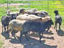 Unsere SKUDDE warten auf liebe Menschen