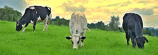 eine glückliche Familie - August 2014