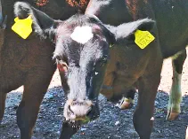 FINJA - Holstein / Angus geb. 05.05.2024 (Zwilling von ENJA)