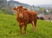  BERTIE - Red Holstein / Limousin geb. 12.12.2018 