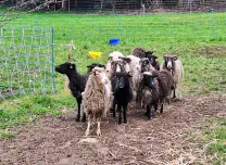 unsere Skudde im neuen Zuhause