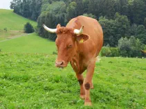 BODO - Red Holstein / Limousin geb. 07.12.2018