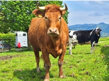SANJA - Red Holstein / Limousin geb. 30.10.2018