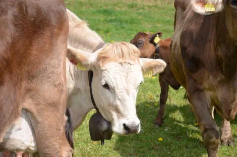 Bridget auf der Weide - 18. April 2018