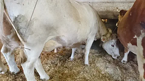 Bridget - 11. Dez. 2021 - gezeichnet nach 31/2 Jahre Ausbeutung.