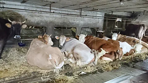 Bridget - zusammen mit ihren Leidensgenossinen.