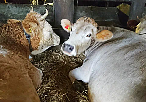 Bridget - 19. Dez. 2021